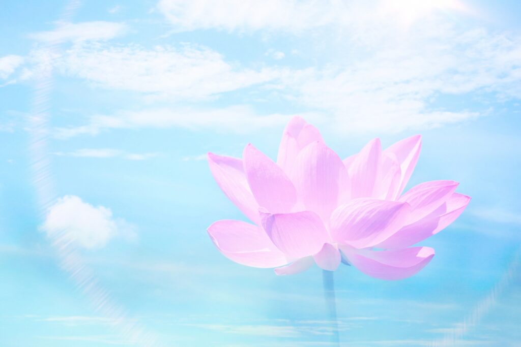 蓮の花